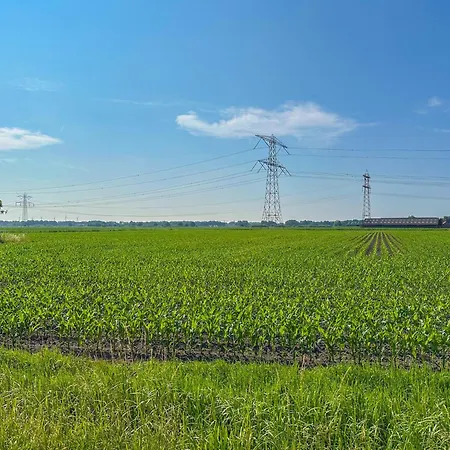 Dorsvloer * Drimmelen